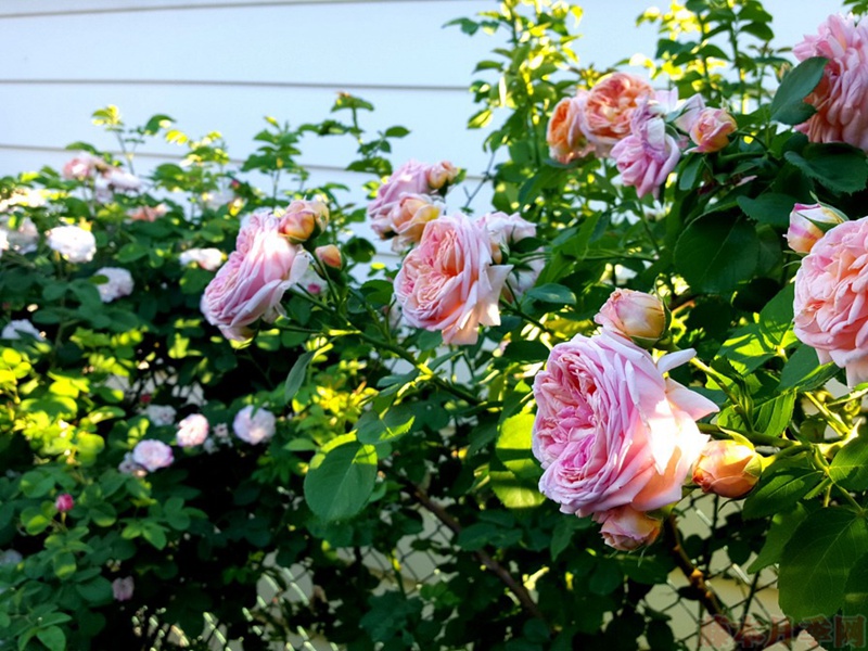 1582528557512771.jpg 47.jpg