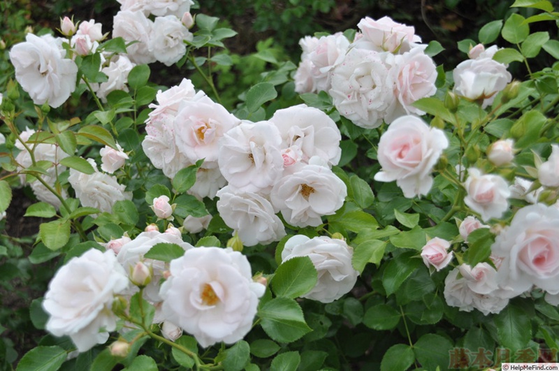 1582528564298073.jpg 48.jpg