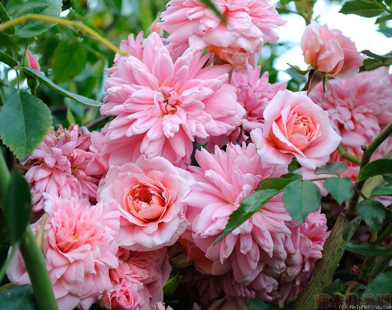 1582528585275532.jpg 49.jpg