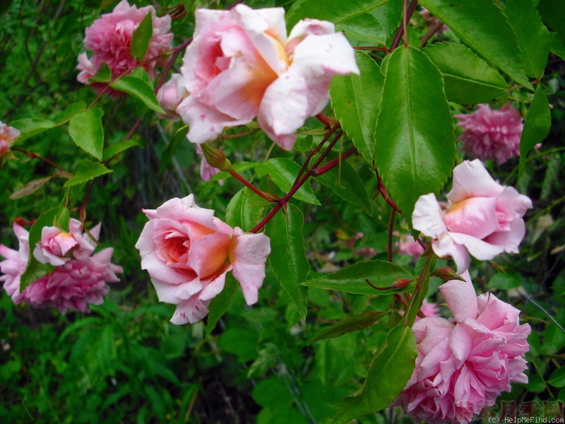 1582528603707575.jpg 51.jpg