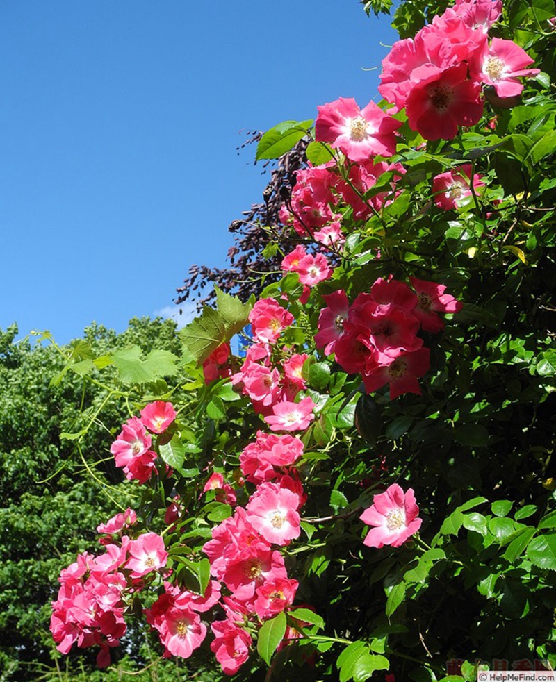 1582528613856869.jpg 52.jpg