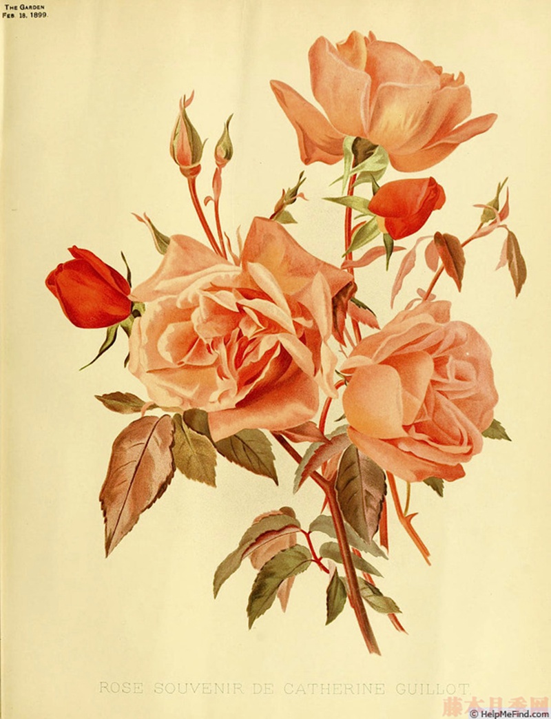 1582528626573378.jpg 53.jpg