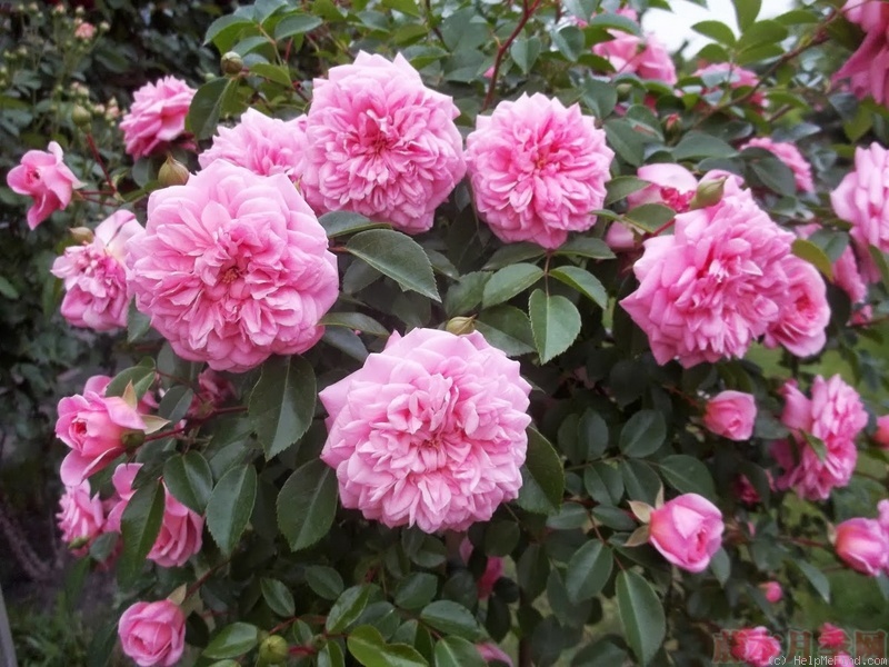 1582528664212915.jpg 57.jpg