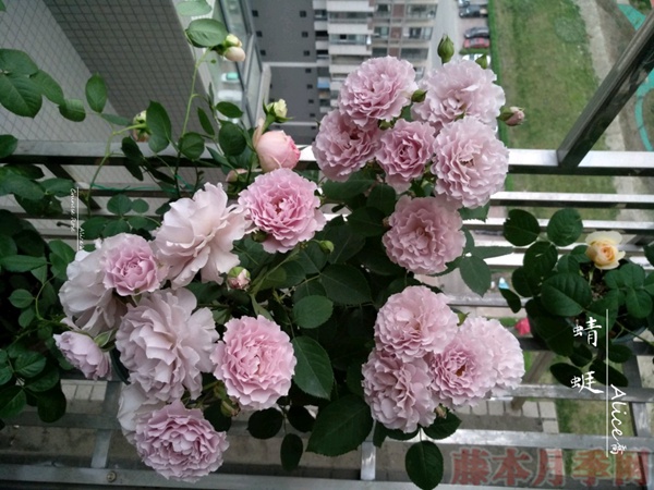 使用一次性兼杯扦插月季过程分享