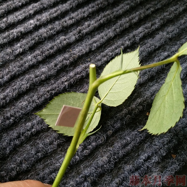 使用一次性兼杯扦插月季过程分享