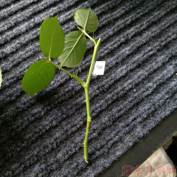 使用一次性兼杯扦插月季过程分享