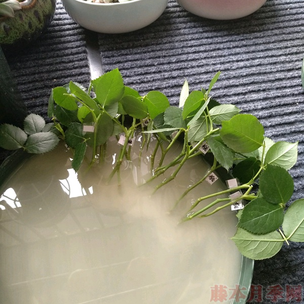 使用一次性兼杯扦插月季过程分享
