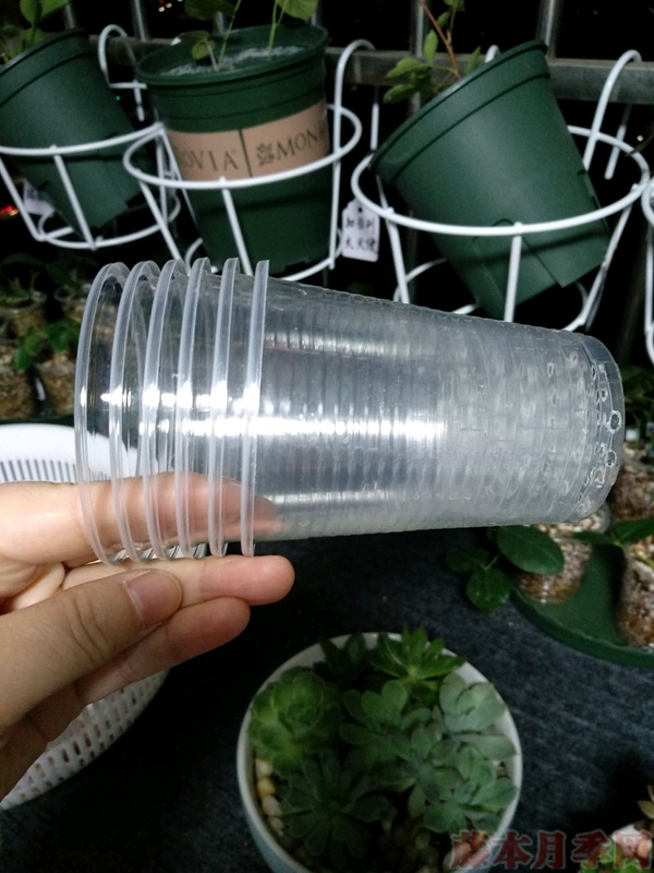 使用一次性兼杯扦插月季过程分享