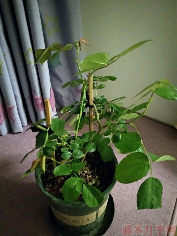使用一次性兼杯扦插月季过程分享