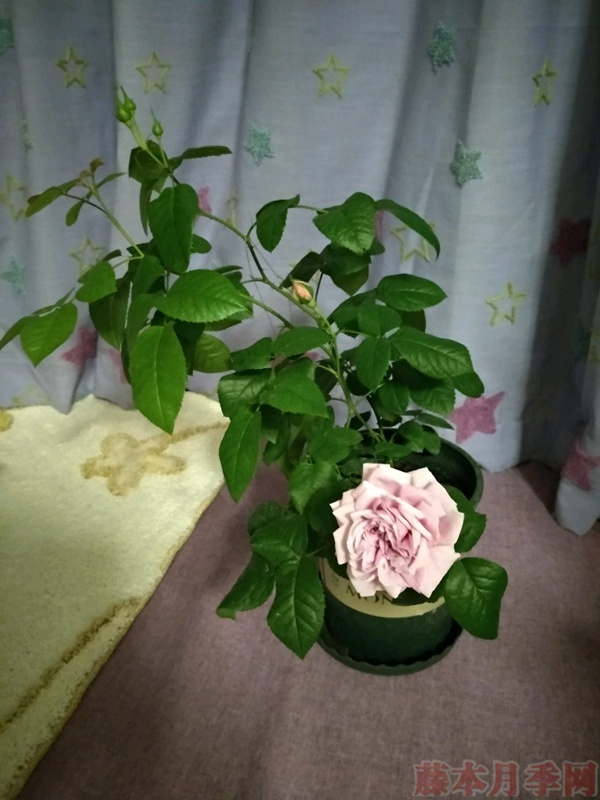 使用一次性兼杯扦插月季过程分享