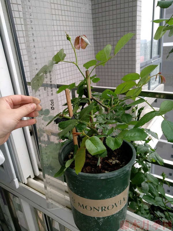 使用一次性兼杯扦插月季过程分享