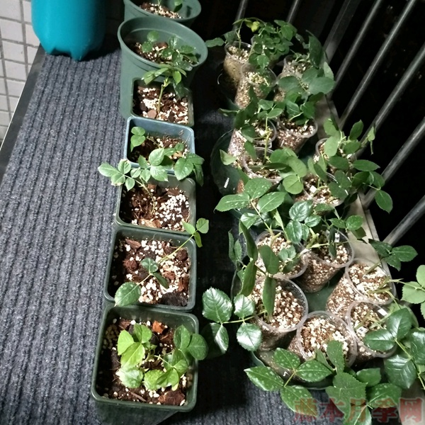 使用一次性兼杯扦插月季过程分享
