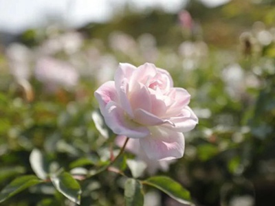 草莓冰山Strawberry Iceberg