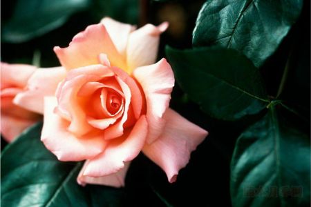 英国“园艺世界”节目推荐9大芳香月季