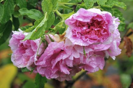 图解！玫瑰Rosa Rugosa及杂交玫瑰系列Hybrid Rugosa介绍