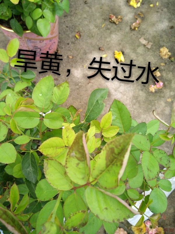月季夏季黄叶有哪些原因？对应处理方法