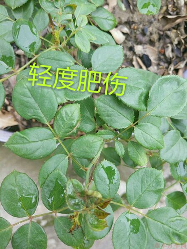 月季夏季黄叶有哪些原因？对应处理方法