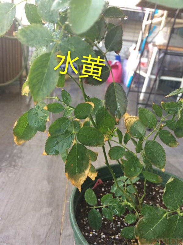 月季夏季黄叶有哪些原因？对应处理方法