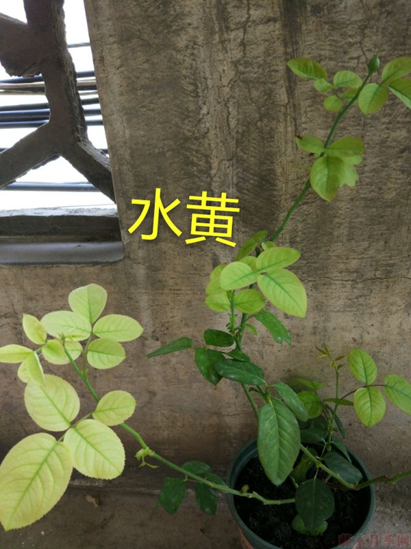 月季夏季黄叶有哪些原因？对应处理方法