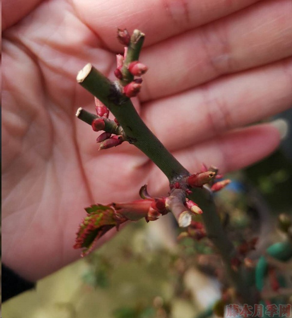 月季怎样抹芽？这几类芽一定要抹掉！