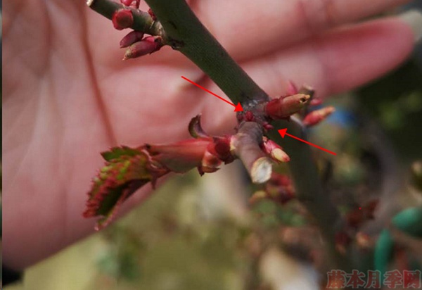 月季怎样抹芽？这几类芽一定要抹掉！