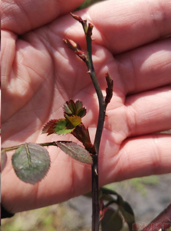 月季怎样抹芽？这几类芽一定要抹掉！