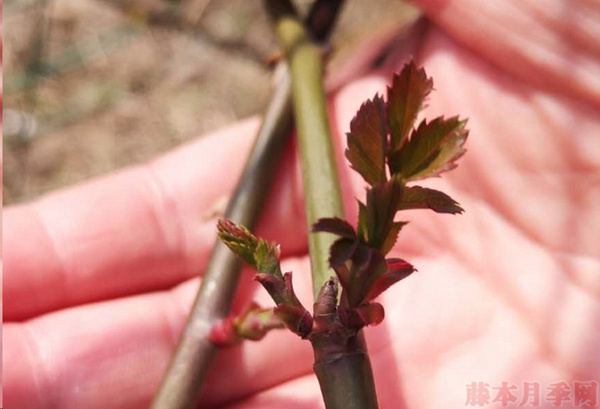 月季怎样抹芽？这几类芽一定要抹掉！