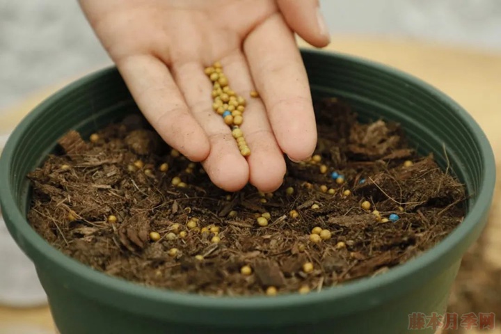 月季种植的土壤如何选择？