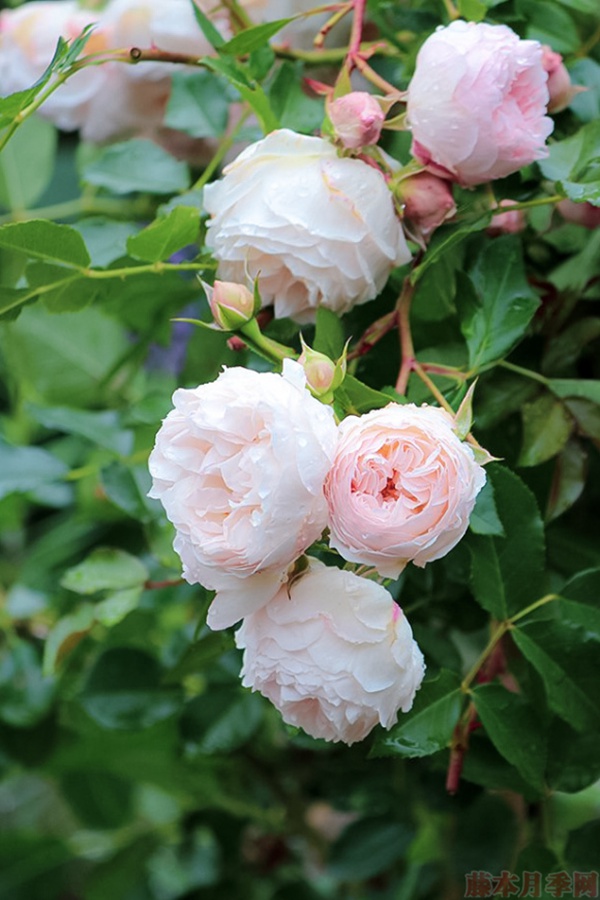 1584028745322011.jpg 15.jpg