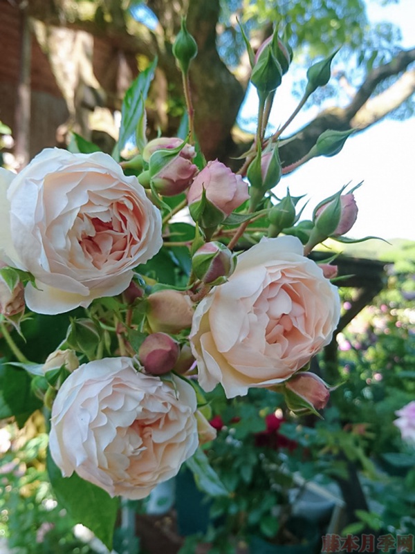 1584028752425618.jpg 16.jpg