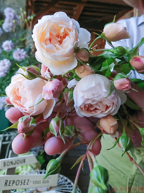 1584028760384676.jpg 17.jpg