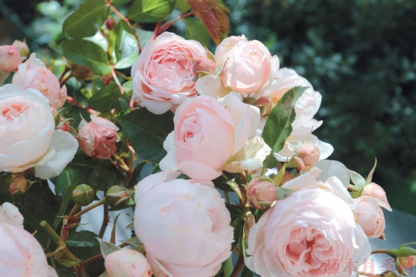 1584028767768122.jpg 18.jpg