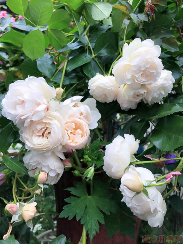 1584028778228150.jpg 19.jpg