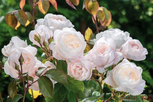 1584028790189673.jpg 20.jpg