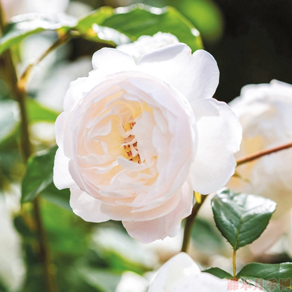 1584028798824037.jpg 21.jpg