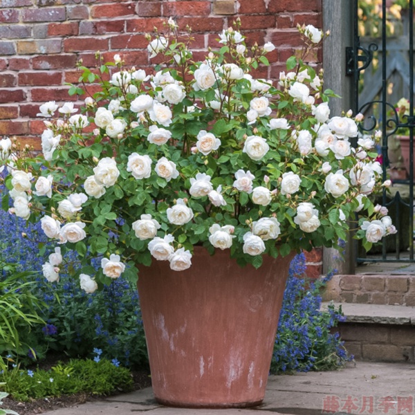 1584028823632369.jpg 24.jpg