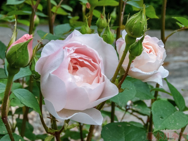 1584028830827168.jpg 25.jpg