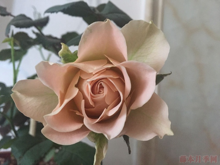心之牵绊