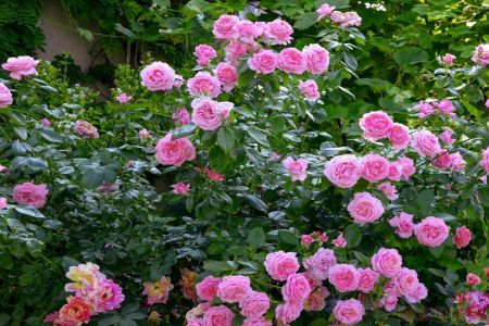 莫利纳之花 La Rose de Molinard