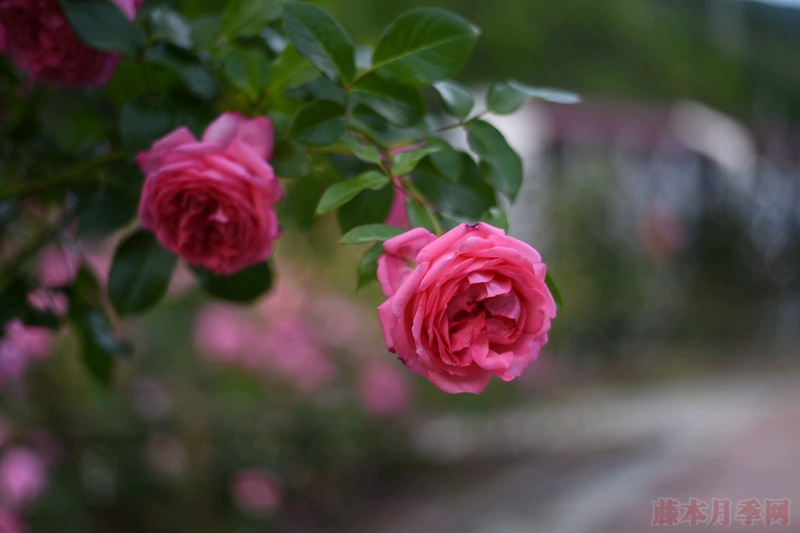莫利纳尔Molinard