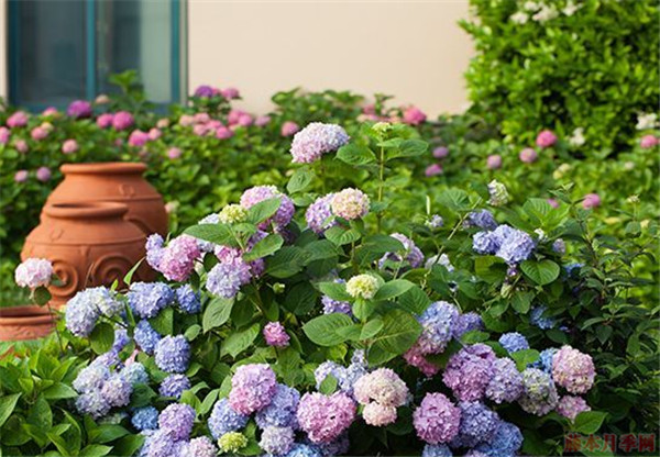 绣球花要用什么土种植比较好