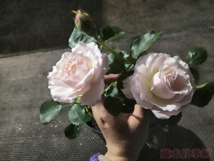 河本纯子精灵系列品种大全