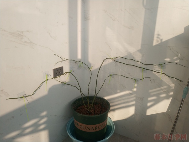 阳台种植龙沙宝石花墙试验