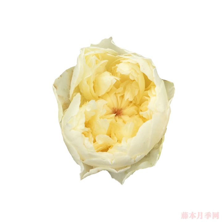 朦胧月色