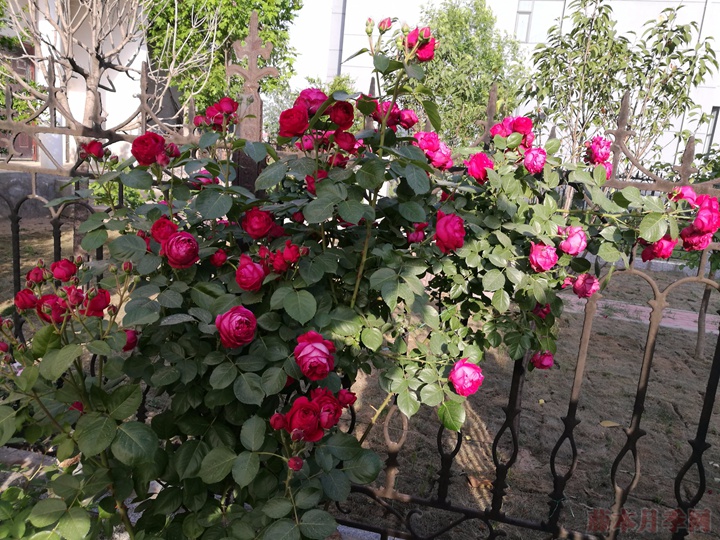 红色龙沙宝石的优缺点分析