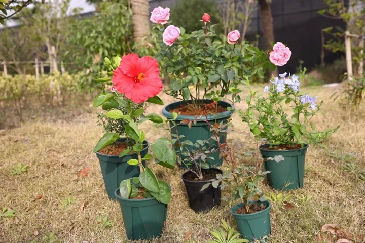 雨季月季如何养护