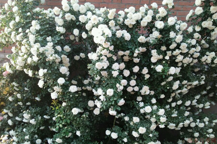 白米农(White Meillandina)