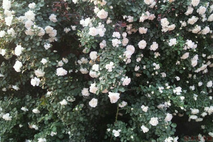 白米农(White Meillandina)