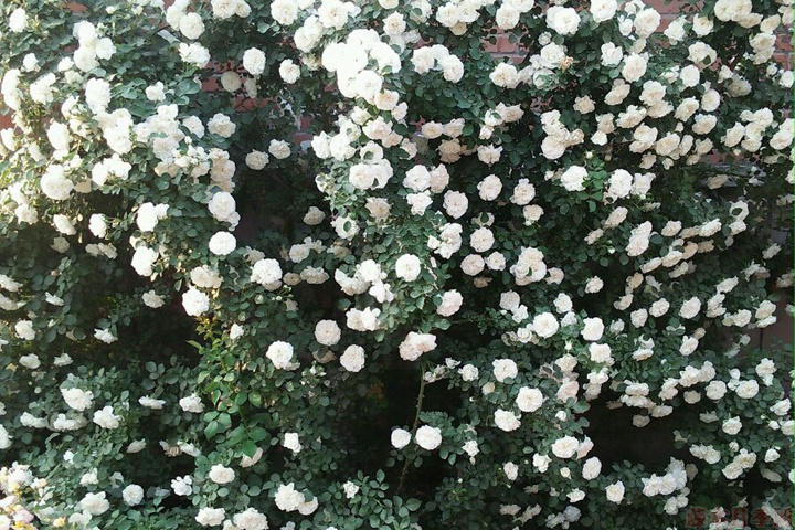 白米农(White Meillandina)