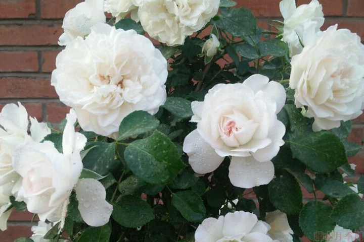 白米农(White Meillandina)